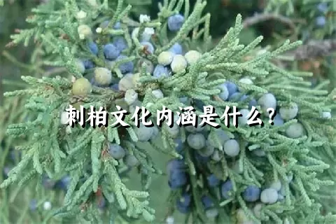 刺柏文化内涵是什么？