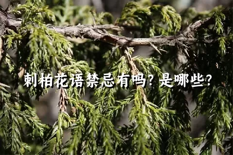 刺柏花语禁忌有吗？是哪些？