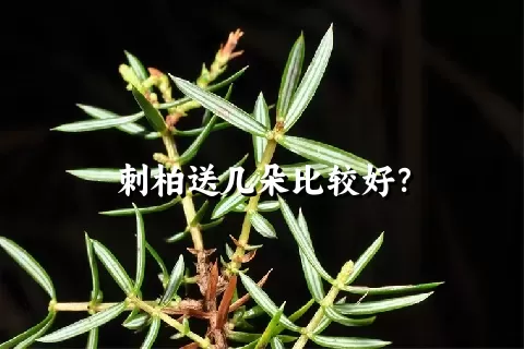 刺柏送几朵比较好？