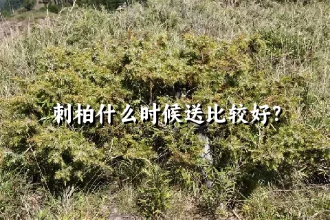 刺柏什么时候送比较好？