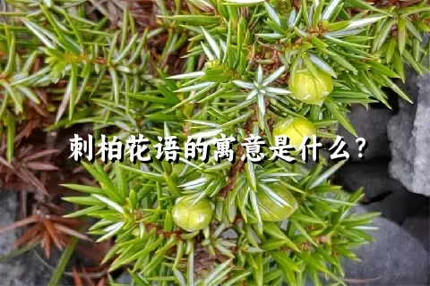 刺柏花语的寓意是什么？