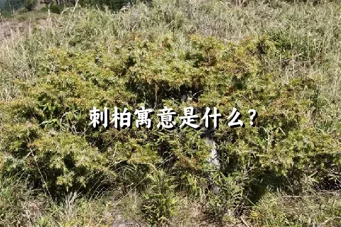 刺柏寓意是什么？