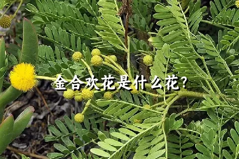 金合欢花是什么花？