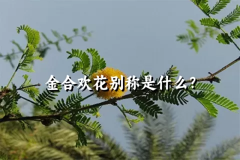 金合欢花别称是什么？