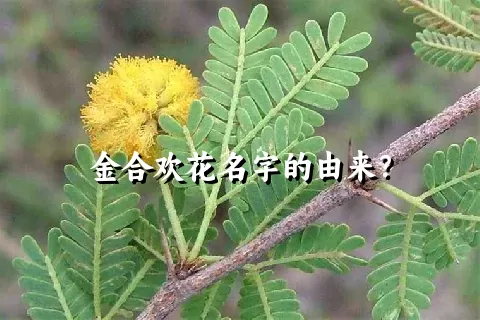 金合欢花名字的由来？