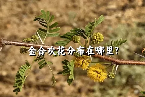 金合欢花分布在哪里?