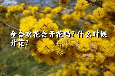 金合欢花会开花吗？什么时候开花？