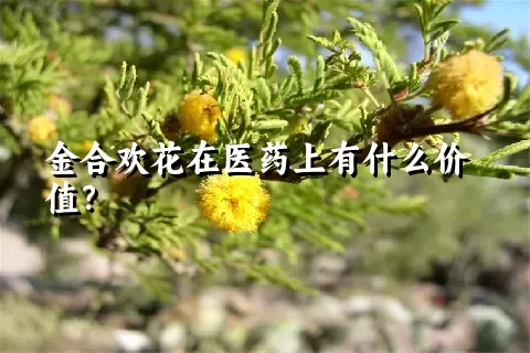 金合欢花在医药上有什么价值？