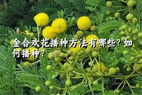 金合欢花播种方法有哪些？如何播种？