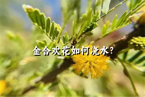 金合欢花如何浇水？