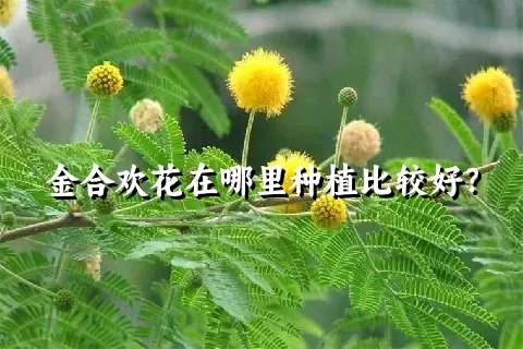 金合欢花在哪里种植比较好？