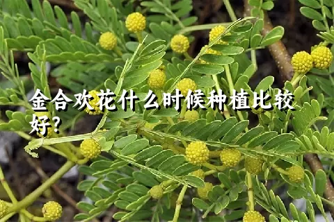 金合欢花什么时候种植比较好？