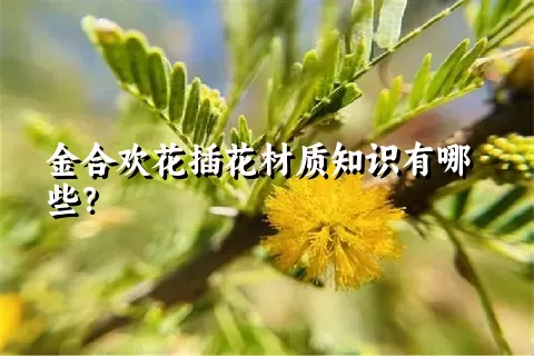 金合欢花插花材质知识有哪些？