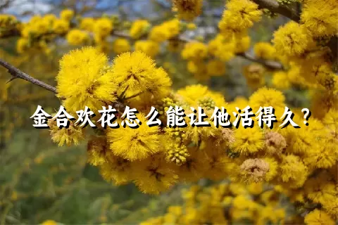 金合欢花怎么能让他活得久？