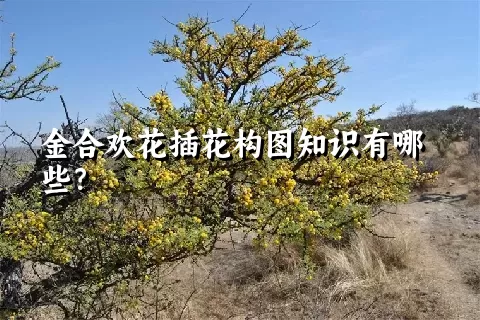 金合欢花插花构图知识有哪些？