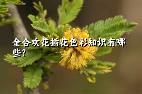 金合欢花插花色彩知识有哪些？