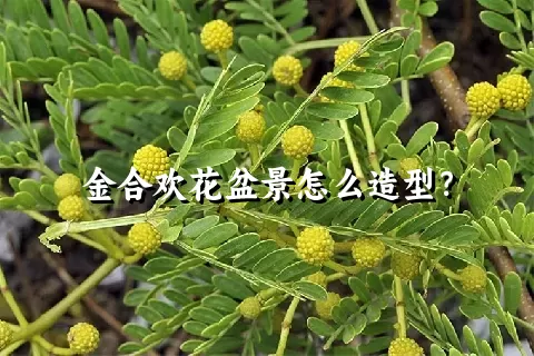 金合欢花盆景怎么造型？