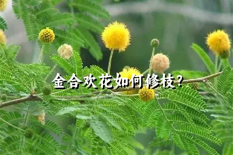 金合欢花如何修枝？