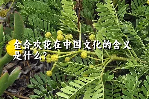 金合欢花在中国文化的含义是什么？