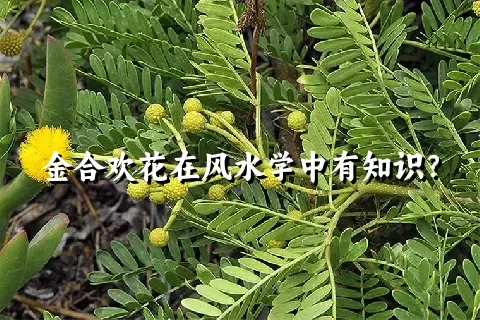 金合欢花在风水学中有知识？