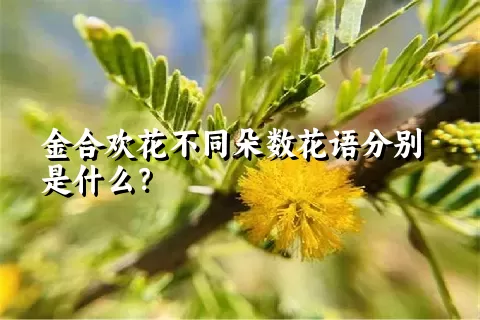 金合欢花不同朵数花语分别是什么？