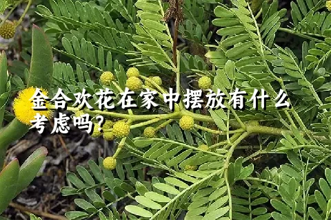 金合欢花在家中摆放有什么考虑吗？