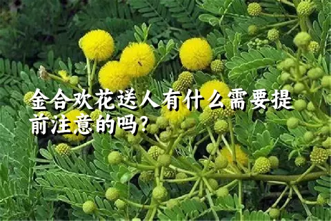 金合欢花送人有什么需要提前注意的吗？