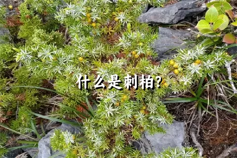 什么是刺柏？