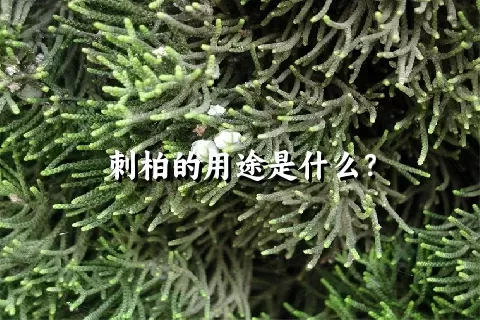 刺柏的用途是什么？