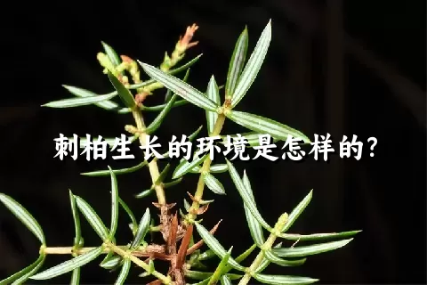 刺柏生长的环境是怎样的？