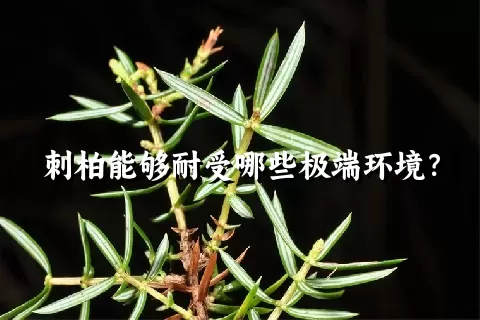 刺柏能够耐受哪些极端环境？