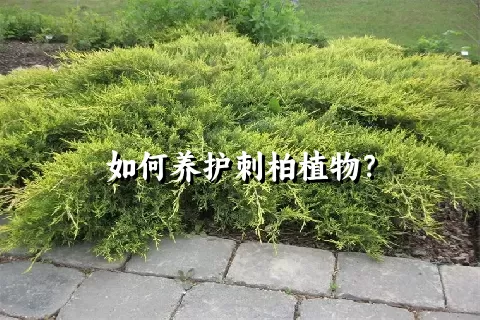 如何养护刺柏植物？