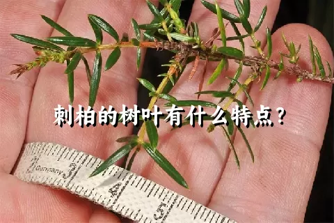 刺柏的树叶有什么特点？