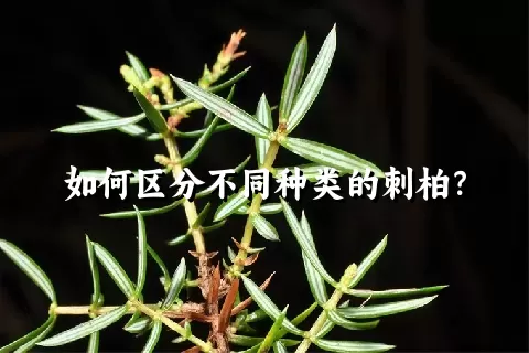 如何区分不同种类的刺柏？