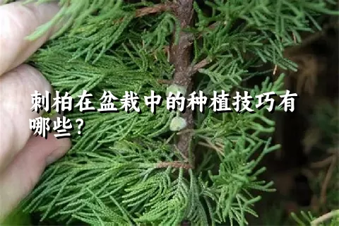 刺柏在盆栽中的种植技巧有哪些？