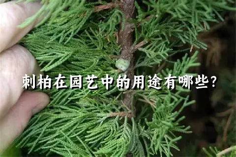 刺柏在园艺中的用途有哪些？