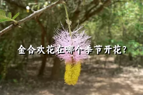 金合欢花在哪个季节开花？