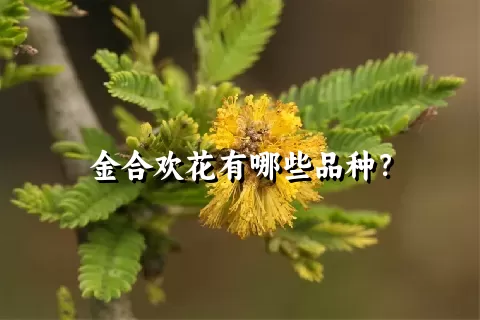 金合欢花有哪些品种？