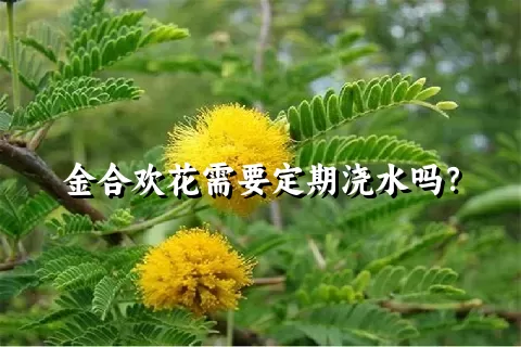 金合欢花需要定期浇水吗？