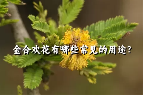 金合欢花有哪些常见的用途？