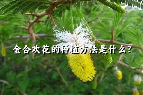 金合欢花的种植方法是什么？