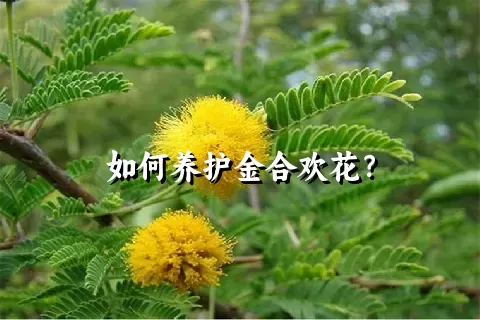 如何养护金合欢花？