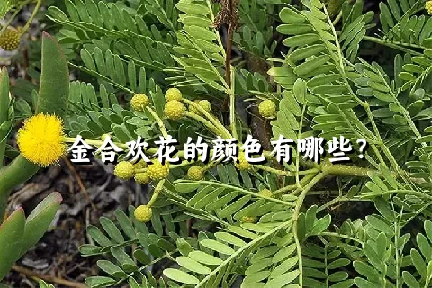 金合欢花的颜色有哪些？