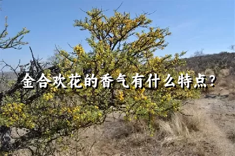 金合欢花的香气有什么特点？