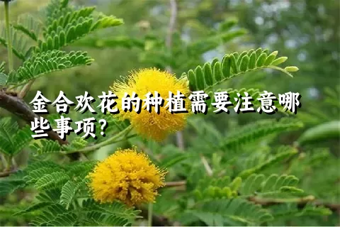 金合欢花的种植需要注意哪些事项？