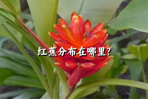 红蕉分布在哪里?