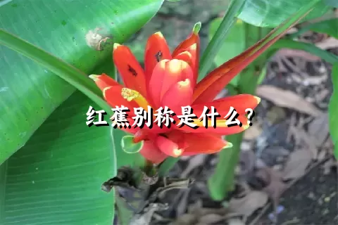 红蕉别称是什么？