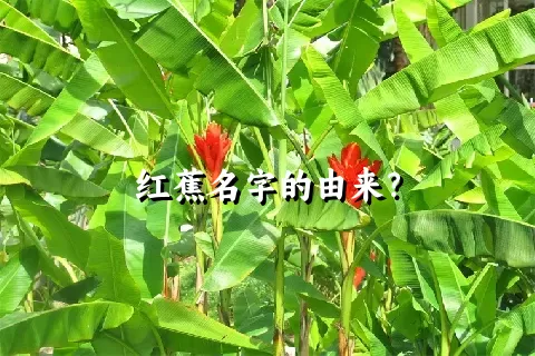 红蕉名字的由来？