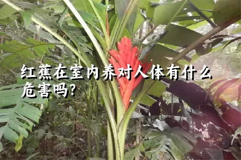 红蕉在室内养对人体有什么危害吗？