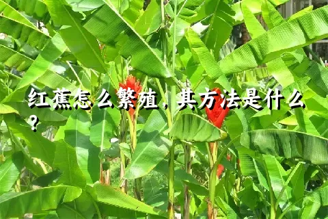 红蕉怎么繁殖，其方法是什么？